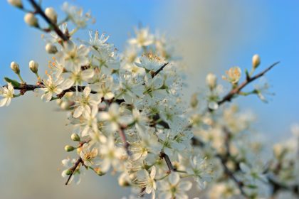 Vorfrühling – Von Paul Heyse