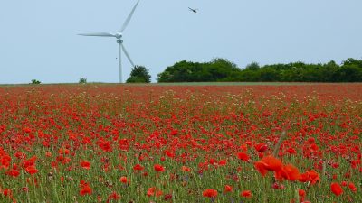 Grüner Windpark-Mixer: Deutsche Windräder vernichten 5 Milliarden Insekten – täglich!