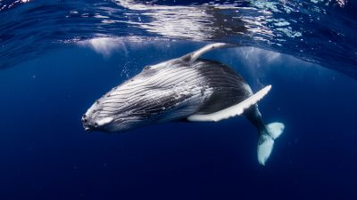 „Er verschluckte mich aus Versehen“: Wal schnappt deutschen Taucher und spuckt ihn wieder aus
