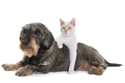 Zu alt für eine neue Familie – Mann mit Herz adoptiert “Tiere, die niemand will”