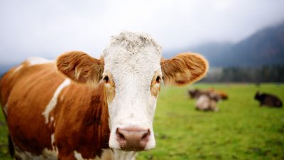 Milchbauern warnen vor schweren Brexit-Folgen
