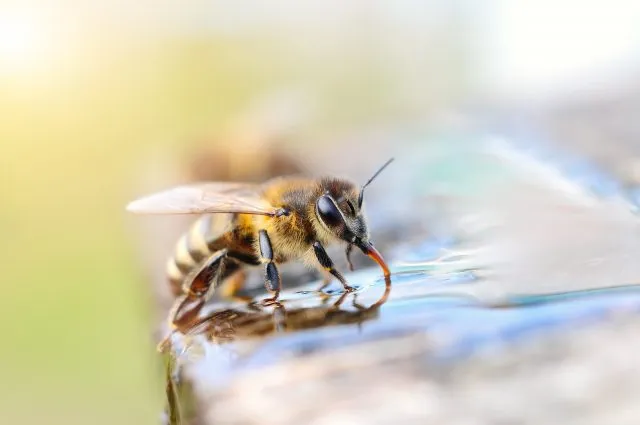 Auch Bienen müssen trinken.