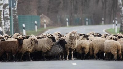 Aggressive Schafe greifen Passanten an