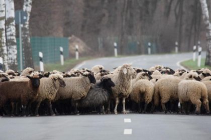 Aggressive Schafe greifen Passanten an