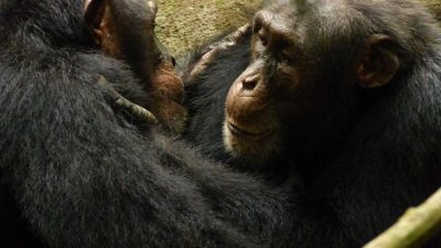 Schimpansen verlieren kulturelle Vielfalt