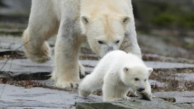 Berliner Eisbärenbaby bekommt am Dienstag einen Namen