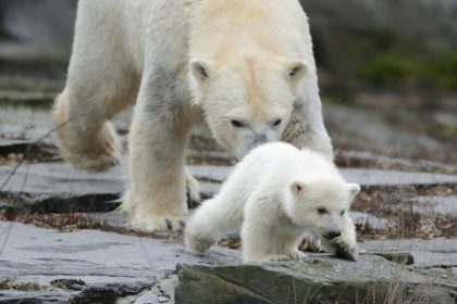 Eisbärchens erstes Bad in der Menge