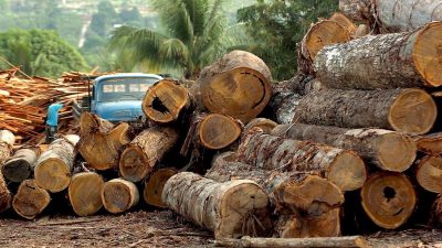 Abholzung des Amazonas-Regenwaldes geht weiter