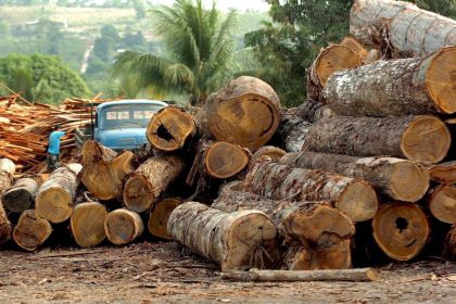 Abholzung des Amazonas-Regenwaldes geht weiter