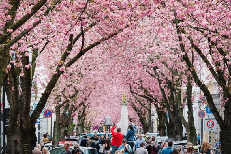 40 Prozent der Jüngeren suchen auf Instagram nach Reisezielen: Es blühen die Kirschen