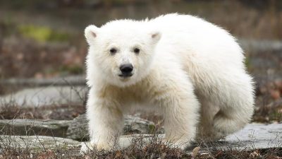 Berlin und seine Eisbären: Besucheransturm im Tierpark
