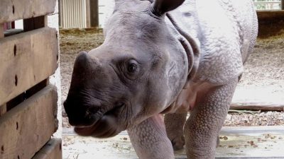 Vor dem Brexit: Zoos tauschen schnell noch Tiere aus
