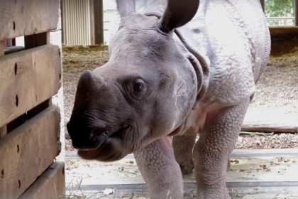Vor dem Brexit: Zoos tauschen schnell noch Tiere aus