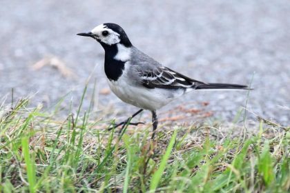 Die Zahl insektenfressender Vögel geht europaweit zurück