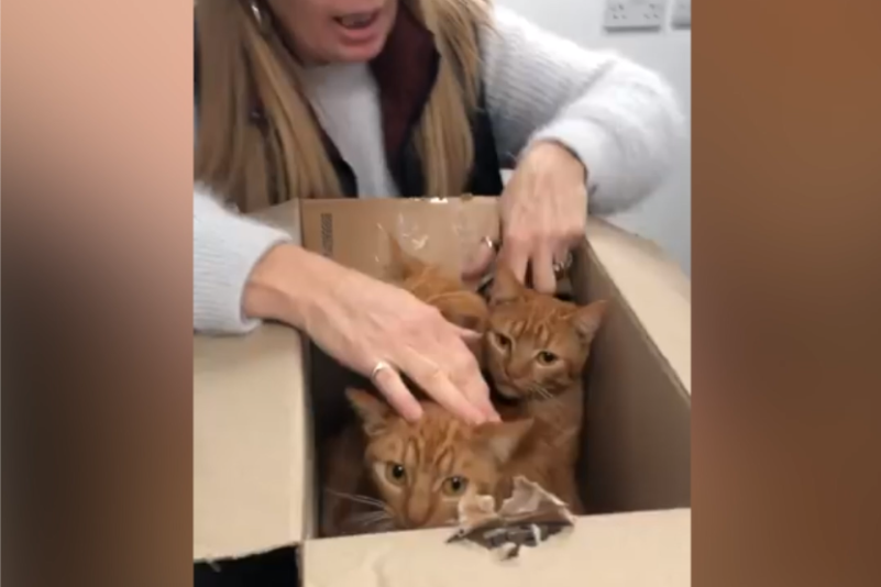 Tierretter befreien Katzen in England