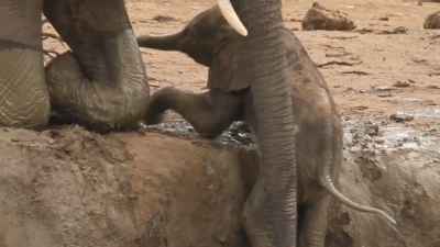 Elefanten-Baby steckt im Wasserloch fest