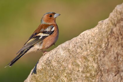 Finkenfütterung – Von Hanns Freiherr von Gumppenberg