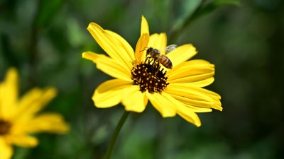 EU will Bayer AG entgegen kommen und Giftigkeit von Pestiziden bei Bienen laxer prüfen