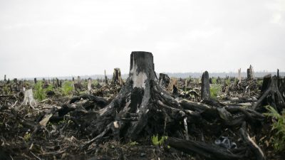 Brasiliens Polizei räumt auf: Großeinsatz gegen Korruption und illegale Regenwald-Abholzung