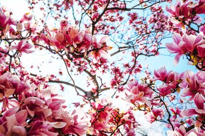 Frühling lässt sein blaues Band … – Von Eduard Mörike