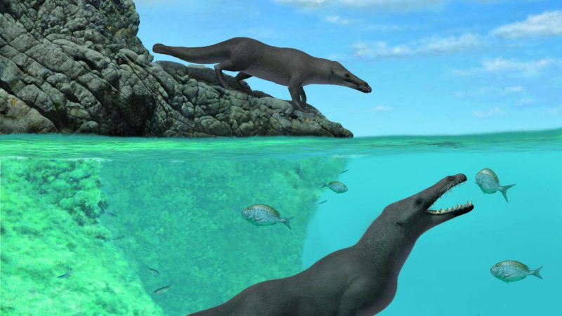 Peru: Prähistorischer, vierbeiniger Wal mit otterartigen Merkmalen gefunden