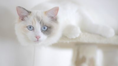 Weiße Katze besucht Beerdigung eines Fremden. Tierpsychologin: „Normalerweise machen das nur Hunde“