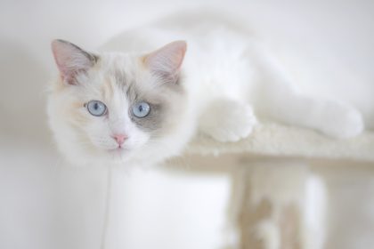 Weiße Katze besucht Beerdigung eines Fremden. Tierpsychologin: “Normalerweise machen das nur Hunde”
