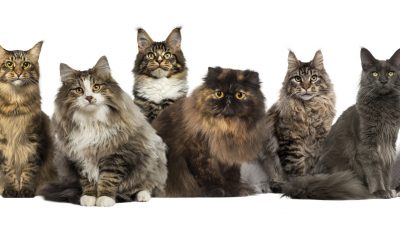 Zum Tag des Haustieres: Welche Katzenrasse ist am beliebtesten?