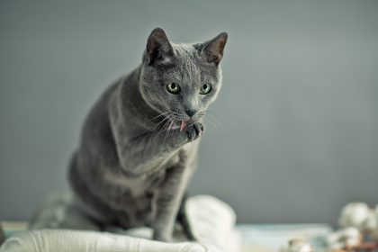 Dieser Streit war „für die Katz'“: 85-Jährige wehrt Gießkannenangriff von Nachbarin tapfer ab