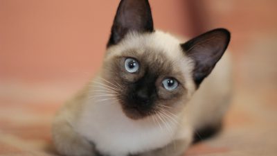 Kätzchen in Erdloch gefunden – Rettung in letzter Sekunde