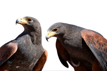 Aprilscherze 2019: Greifvögel auf Verkehrssünderjagd und Transponder für Kitakinder