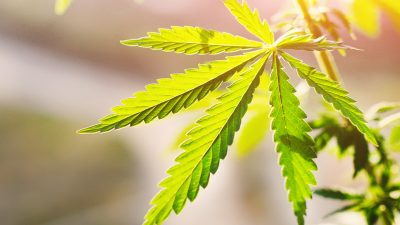 Polizei entdeckt in NRW Cannabisplantage mit 1.500 Pflanzen – zwei Festnahmen