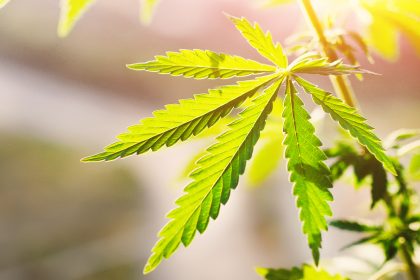 Polizei entdeckt in NRW Cannabisplantage mit 1.500 Pflanzen – zwei Festnahmen