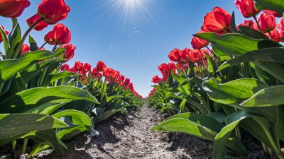 „Kunden werden durchgehend betrogen“ – Tulpen aus Amsterdam blühen selten im eigenen Garten