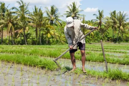 Bio made in China: Betrug und nachlässige Kontrollen im Öko-Landbau – „schockierend“