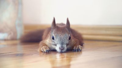 Eichhörnchen macht es sich in Wattenscheider Wohnung gemütlich