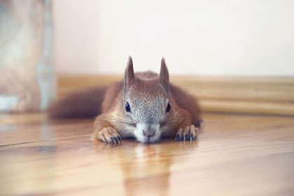 Eichhörnchen macht es sich in Wattenscheider Wohnung gemütlich