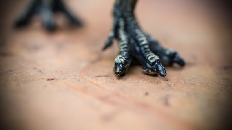 Mikroskopisch klein: Paläontologen entdecken perfekt erhaltenen Dinosaurierhaut-Abdruck