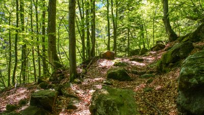 Natürlicher Wald in Deutschland: Bundesregierung verfehlt Ziele bei Erweiterung