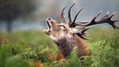 Mann in Australien von eigenem Hirsch attackiert und getötet