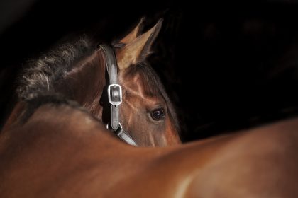 Erneut Messer-Attacke auf Pferd in Thüringen – Stute mit schweren Genitalverletzungen entdeckt