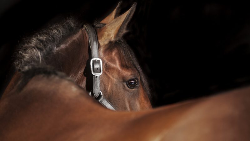 Erneut Messer-Attacke auf Pferd in Thüringen – Stute mit schweren Genitalverletzungen entdeckt