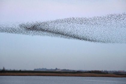 Kaum bekanntes Naturschauspiel: Starenschwärme im Norden