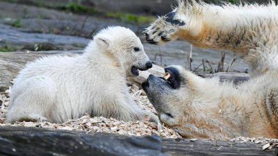 Die kleine Hertha: Eisbärchen im Berliner Tierpark hat nun seinen Namen – Pate ist der Fußballverein