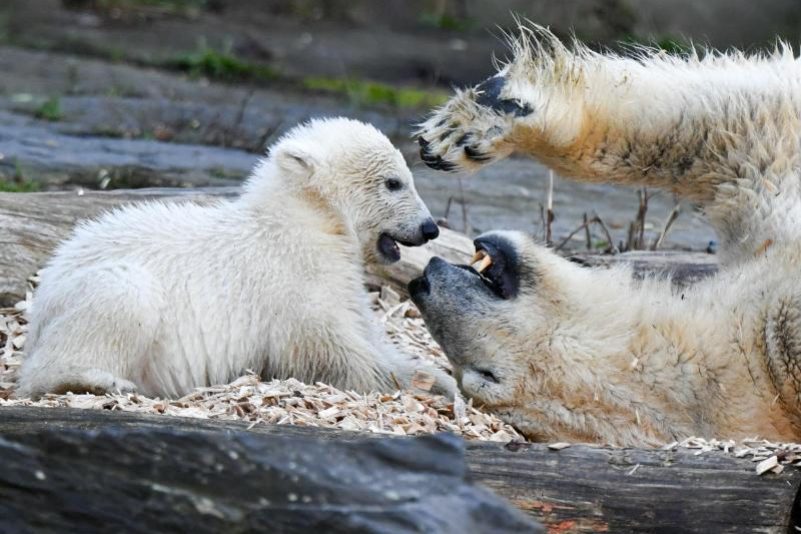 Die kleine Hertha: Eisbärchen im Berliner Tierpark hat nun seinen Namen – Pate ist der Fußballverein