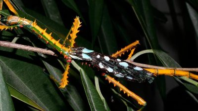 Neue Riesenstabschrecken auf Madagaskar identifiziert