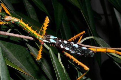 Neue Riesenstabschrecken auf Madagaskar identifiziert