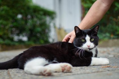 Katze lächelt seine Fans täglich an – Sirius ist ein Internet-Star