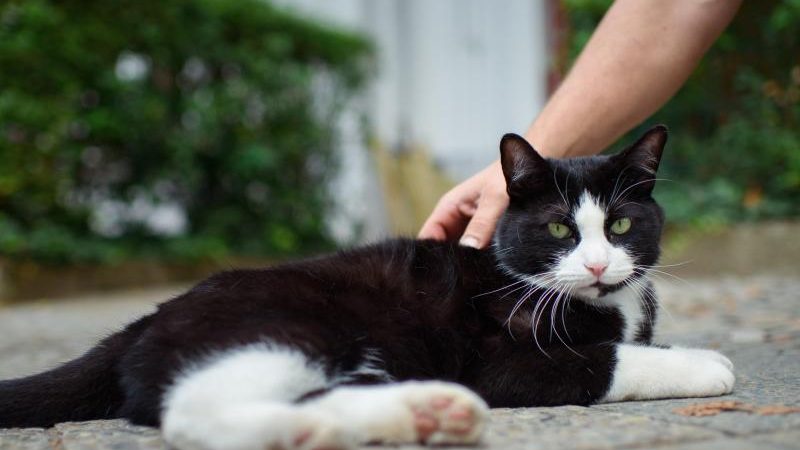 Katze lächelt seine Fans täglich an – Sirius ist ein Internet-Star