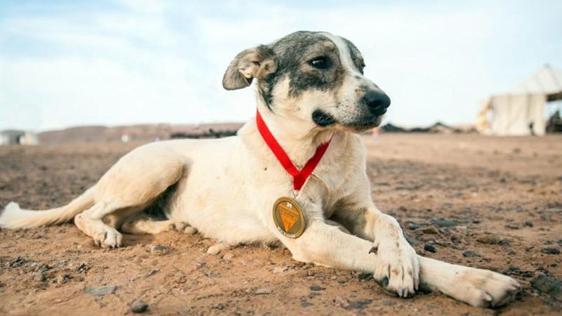 „Lauf, Cactus!“ – Streunender Hund begleitet Sahara-Ultramarathon